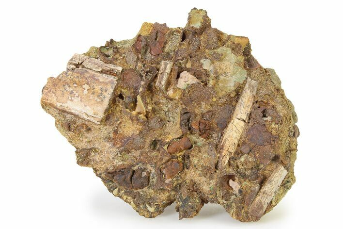 Fossil Dinosaur Bone and Tendons in Sandstone - Wyoming #316903